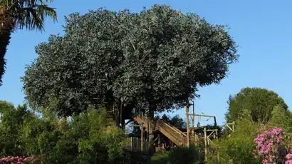 La Cabane des Robinson