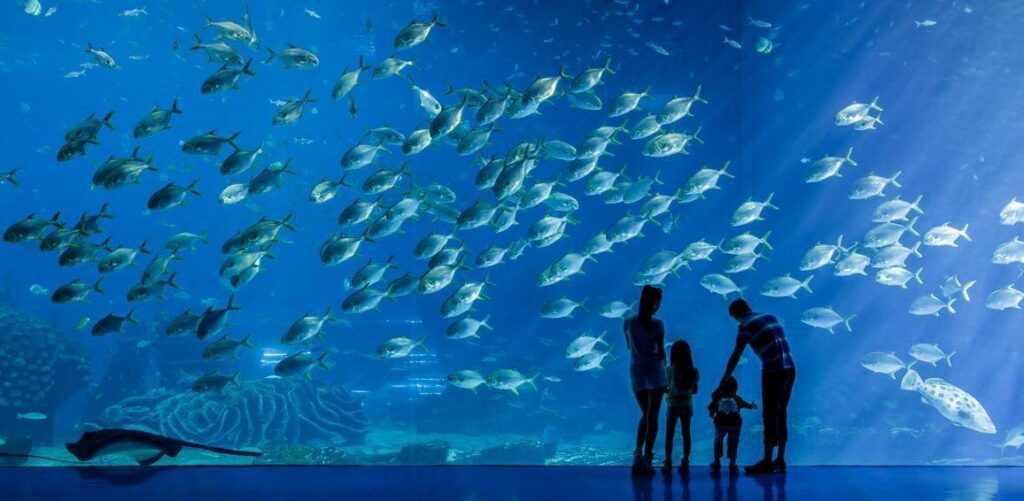 L’aquarium des requins-baleines à Chimelong Ocean Kingdom — © Chimelong Ocean Kingdom
