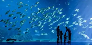 L’aquarium des requins-baleines à Chimelong Ocean Kingdom — © Chimelong Ocean Kingdom