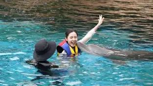 Rencontre avec les dauphins à Chimelong Ocean Kingdom — © Chimelong Ocean Kingdom
