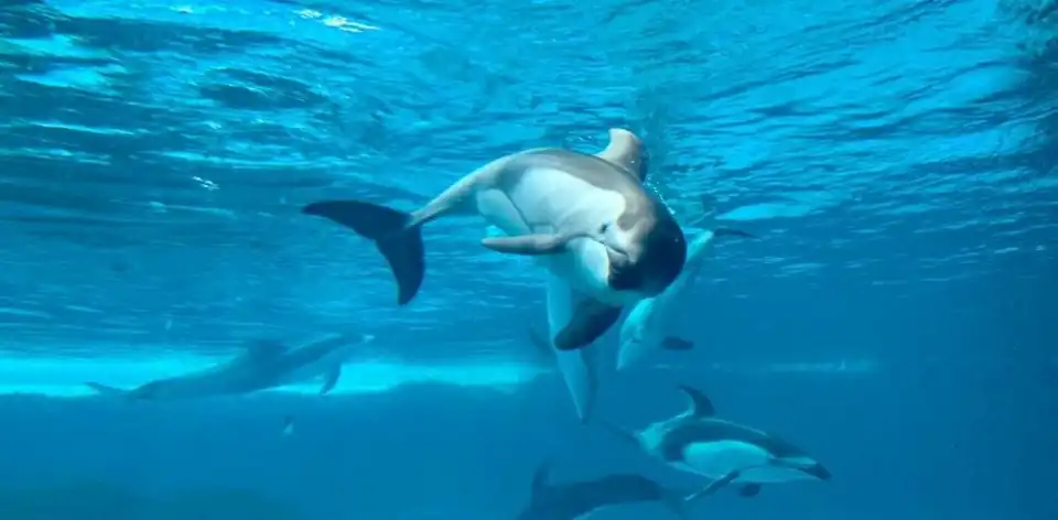 Dolphin Cove