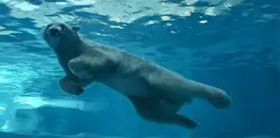 Le pavillon des ours polaires à Chimelong Ocean Kingdom — © Chimelong Ocean Kingdom