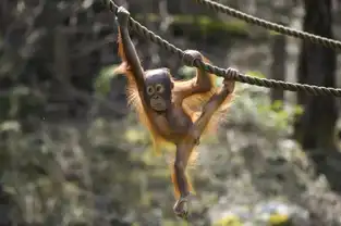 Orang-outan à Dyreparken — © Dyreparken
