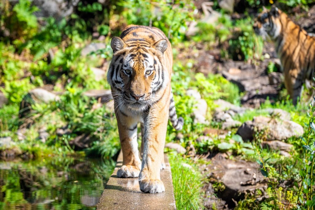 Tigre de l’Amour dans la zone Asia à Dyreparken — © Dyreparken