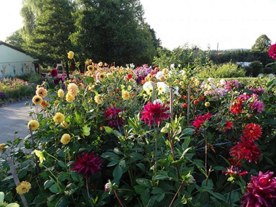 Dahlias à Erlebnispark Steinau — © Erlebnispark Steinau