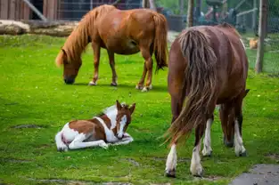 Poneys à Freizeitpark Lochmühle — © Freizeitpark Lochmühle