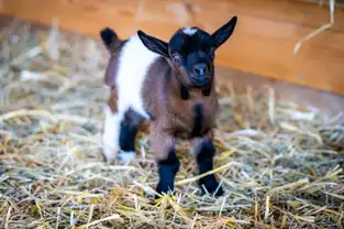Animaux de la ferme à Freizeitpark Lochmühle — © Freizeitpark Lochmühle