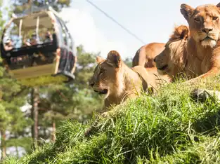 La télécabine Safari à Kolmården — © Kolmården
