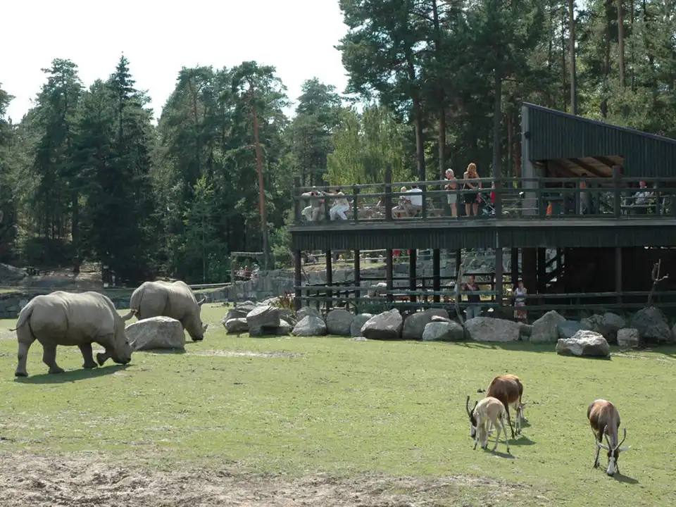 Safari