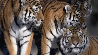 Tiger World à Kolmården — © Kolmården