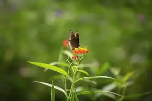 Butterfly Park