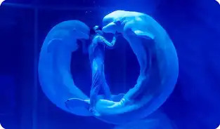 L’Amour des bélugas à Shanghai Haichang Ocean Park — © Shanghai Haichang Ocean Park