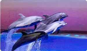 La Fabuleuse Rencontre des dauphins