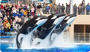 La Légende des orques à Shanghai Haichang Ocean Park — © Shanghai Haichang Ocean Park