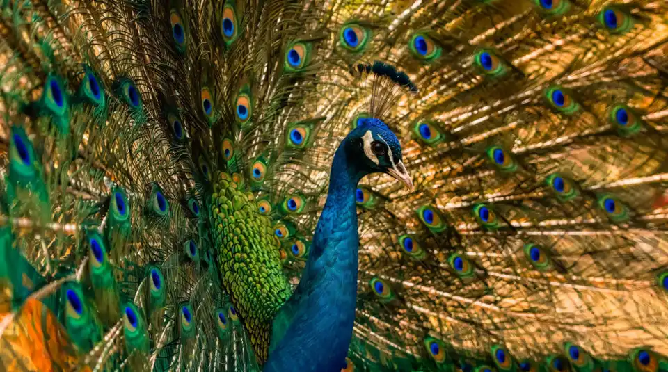 Парк птиц Авиариум (Parc aux oiseaux Aviarium)