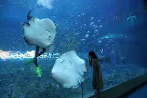 Fish Feeding Show