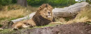 Lion à West Midland Safari Park — © West Midland Safari Park