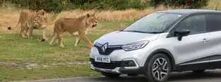 Safari Drive à West Midland Safari Park — © West Midland Safari Park