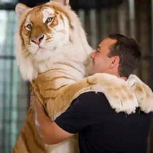 Tiger Tales