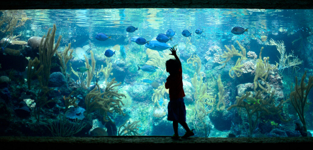 Acuario de Arrecife de Coral à Xcaret — © Xcaret