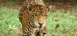 Isla de Jaguares