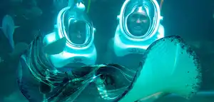 Sea Trek® Encuentro con Rayas