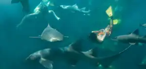 Tiburones ¡Aventura Interactiva!