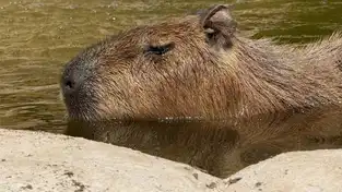 Capybaras à Zoomarine Roma — © Zoomarine Roma