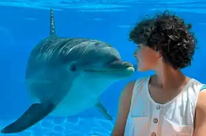 Dimostrazione Delfini