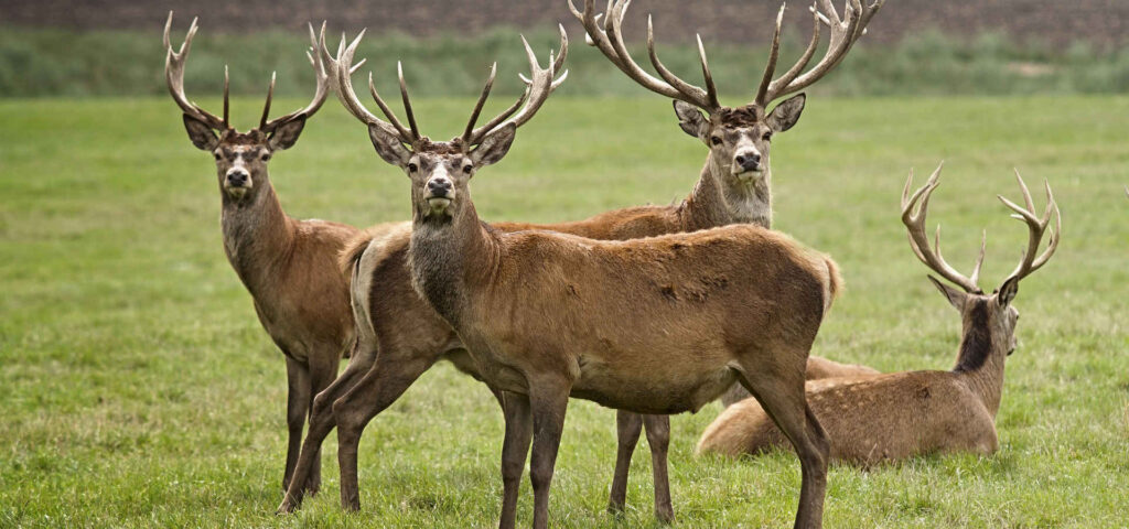 Cerfs élaphes au Zoosafari Fasanolandia — © Zoosafari Fasanolandia
