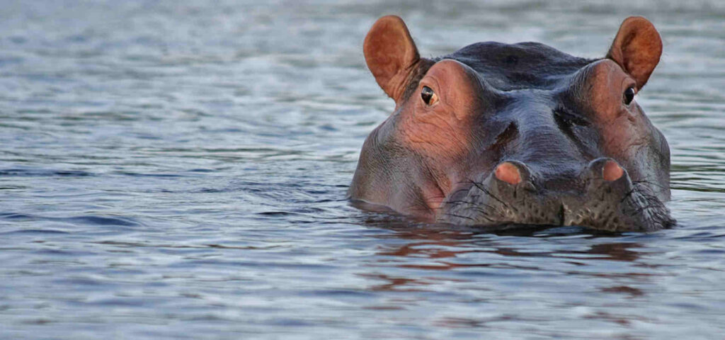 Hippopotame au Lago dei Grandi Mammiferi du Zoosafari Fasanolandia — © Zoosafari Fasanolandia