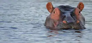Hippopotame au Lago dei Grandi Mammiferi du Zoosafari Fasanolandia — © Zoosafari Fasanolandia