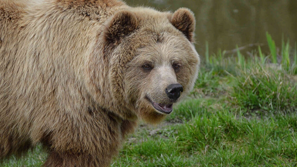 Ours brun au Zoosafari Fasanolandia — © Zoosafari Fasanolandia