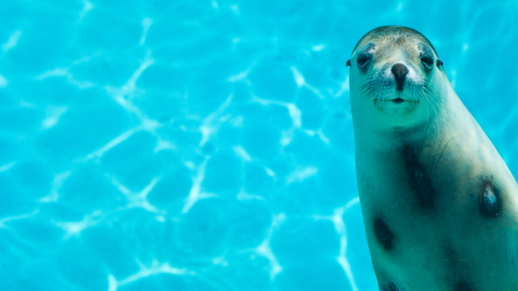 Otarie du Sea Lion Aquarium au Zoosafari Fasanolandia — © Zoosafari Fasanolandia