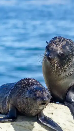 Sea Lion Aquarium