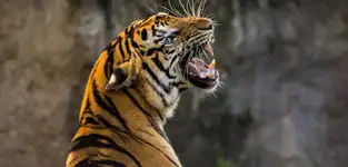 Tigre au Zoosafari Fasanolandia — © Zoosafari Fasanolandia