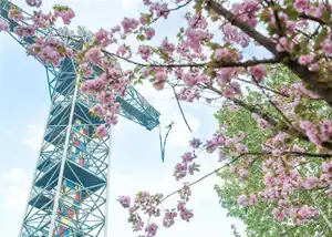 Saut à l’élastique