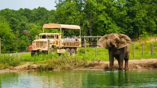 Éléphant du Wild Safari à Six Flags Great Adventure — © Six Flags Great Adventure