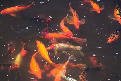 Koi Pond