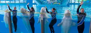 Spectacle des bélugas à SeaWorld San Antonio — © SeaWorld San Antonio