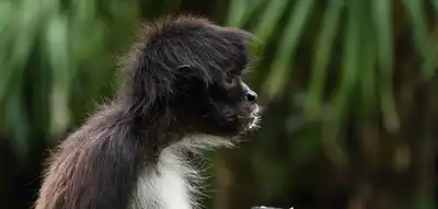 Fauna Regional