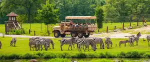 Wild Safari