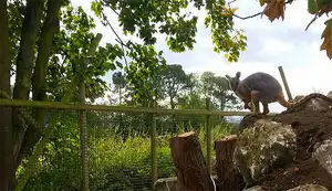 Wallaby Walkway