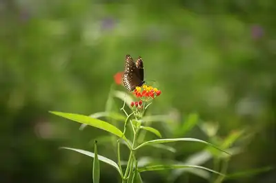 Butterfly Park
