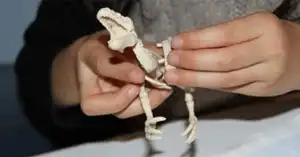 Dinosaures et Compagnie