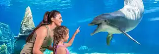Vision sous-marine des dauphins à SeaWorld San Antonio — © SeaWorld San Antonio