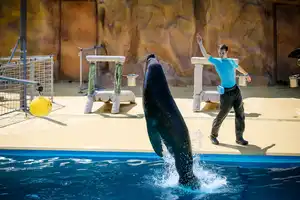 Seelöwen-Show