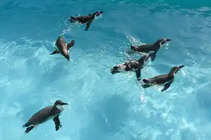 Penguin Coast