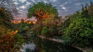 L'Arbre de Vie au coucher du soleil à Disney's Animal Kingdom — © Walt Disney World