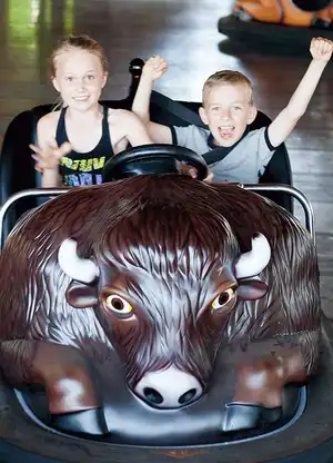 Buffalo Bumper Cars